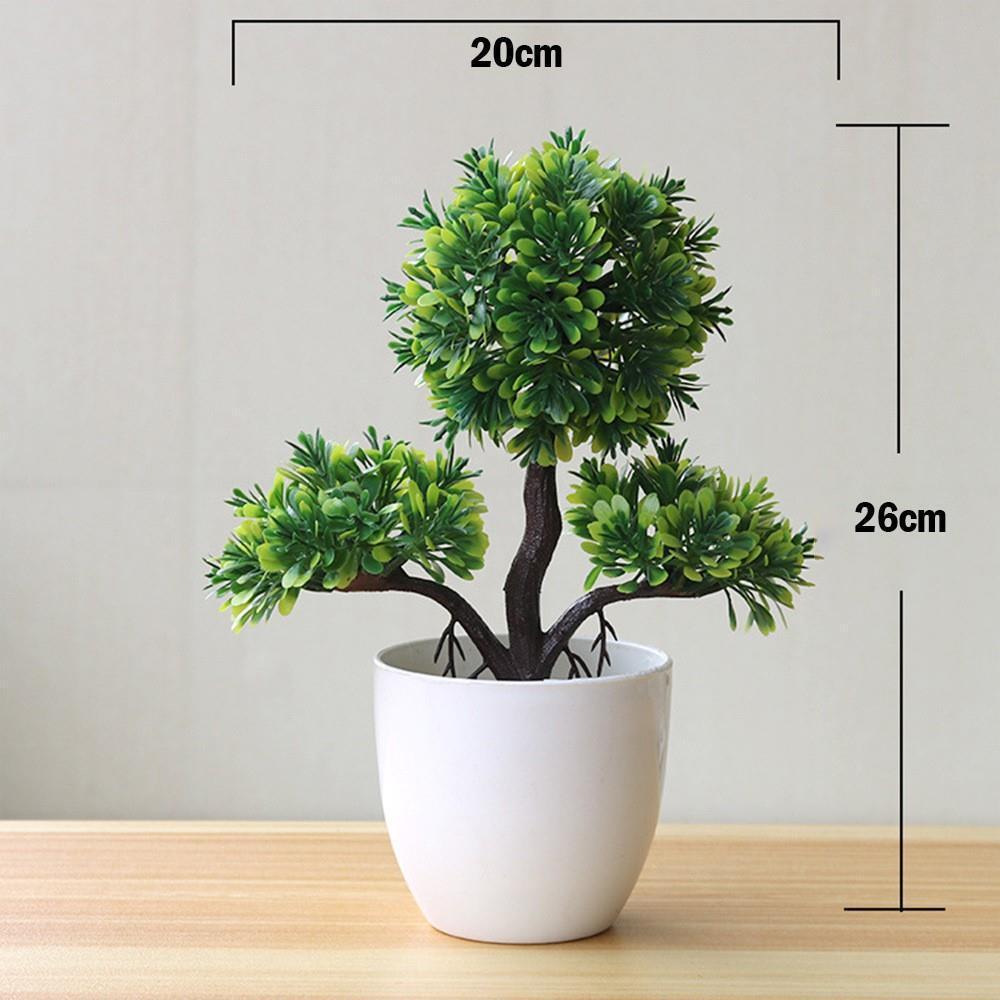 Evergreen Potted Décor — Natural Touch for Any Room
