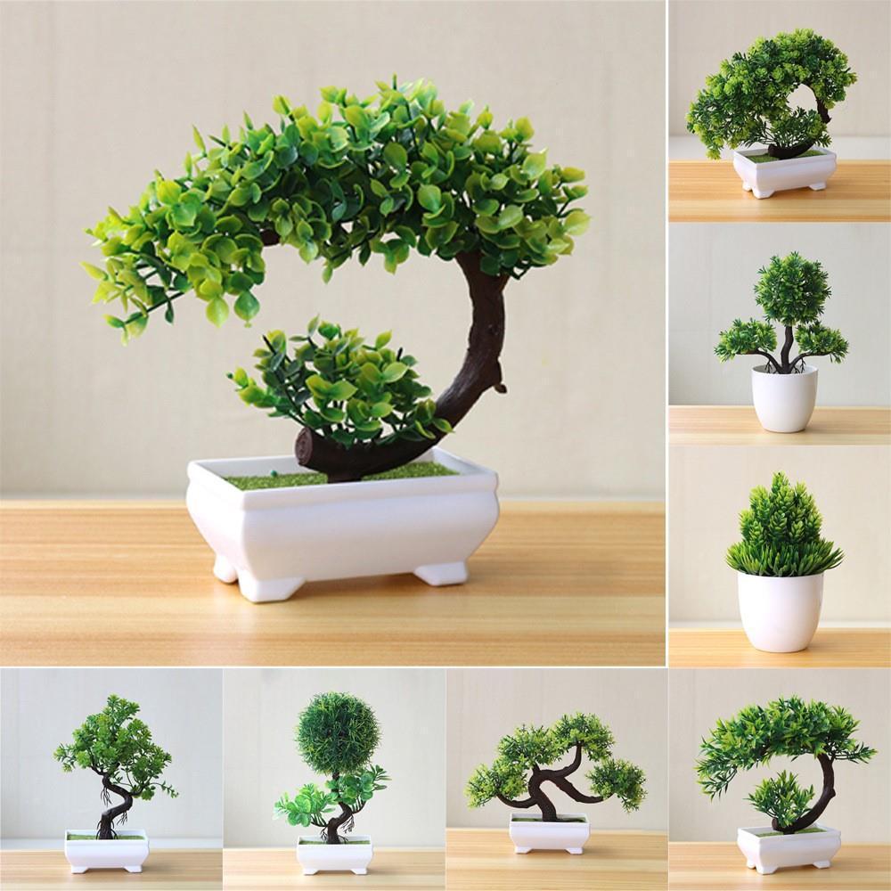 Evergreen Potted Décor — Natural Touch for Any Room